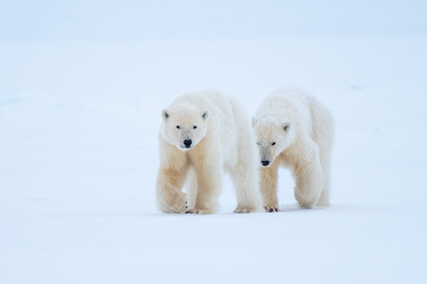 Support The Arctic Call