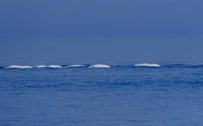 Beluga whales – the great comeback story!